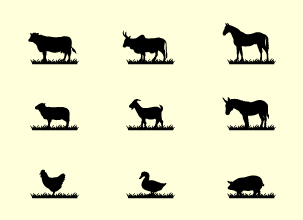 Animals Icons